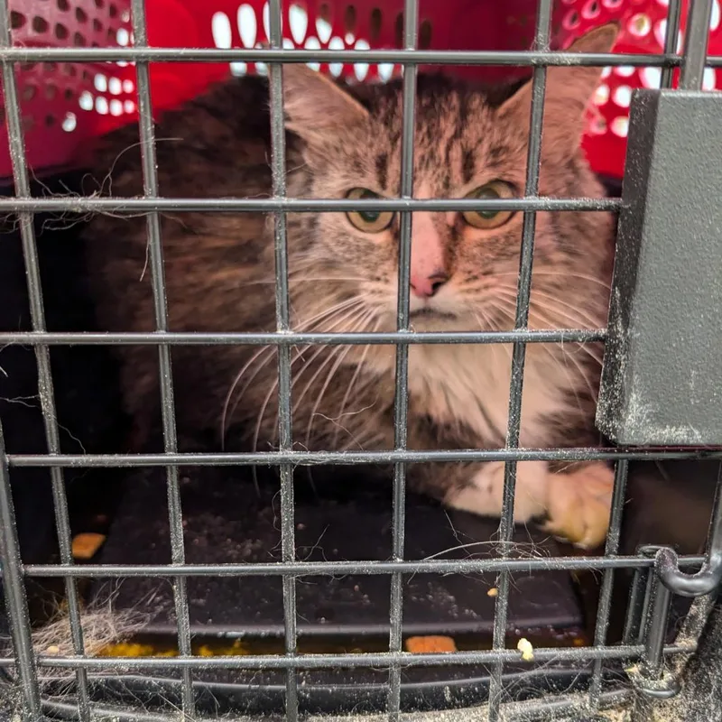 A senior medium-sized female Gray / Blue / Silver Domestic Short Hair cat named Emily Fraas for adoption in Wakefield, MA