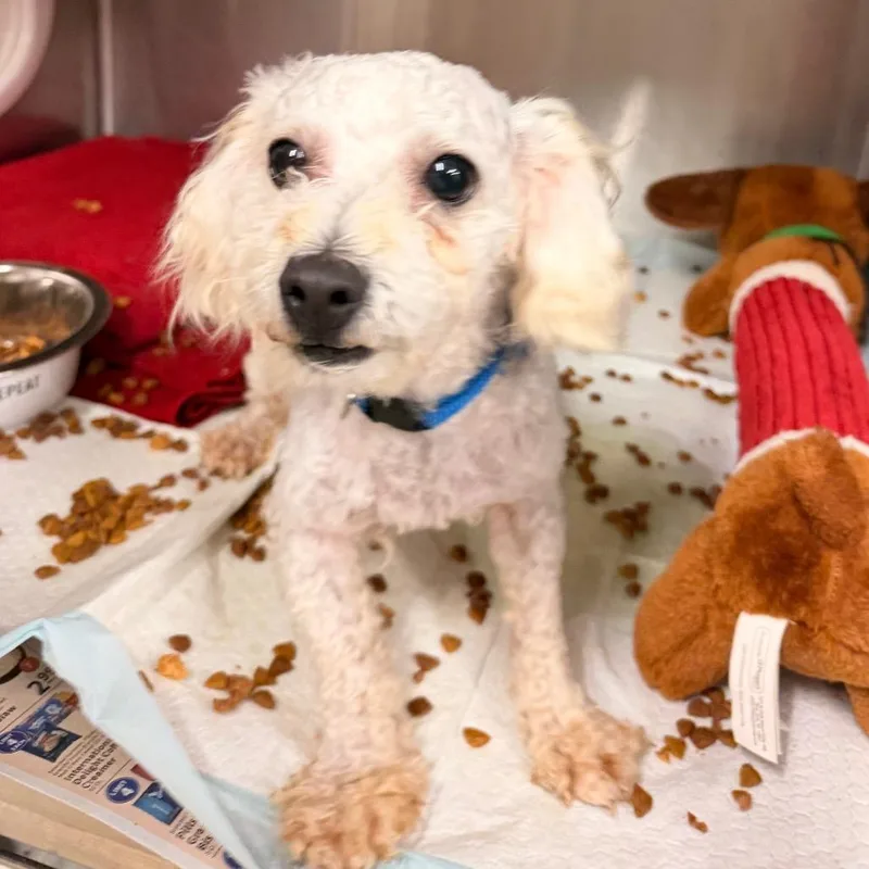 A senior small-sized male White / Cream Poodle (Toy) dog named Hutton for adoption in Evensville, TN