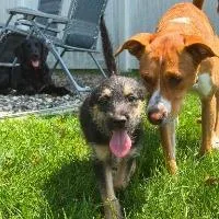 A baby small-sized female Mixed Breed dog named Skye for adoption in Monticello, NY