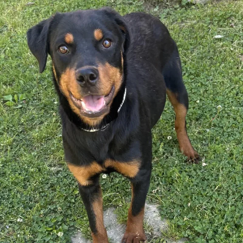 A young medium-sized female Black Rottweiler dog named Maya for adoption in Birmingham, AL