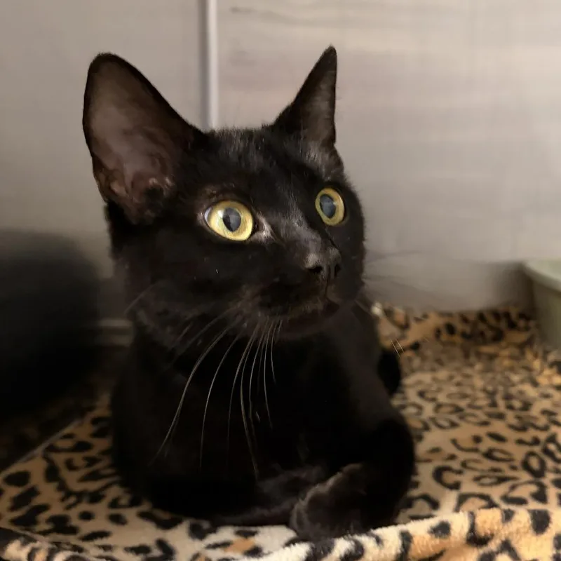 An adult medium-sized female Black Domestic Short Hair cat named Pearline for adoption in Franklin, NC