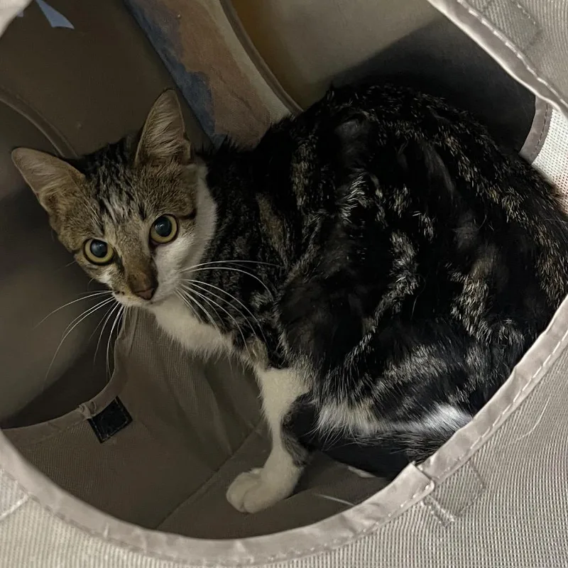 An adult medium-sized female Black & White / Tuxedo Domestic Short Hair cat named Gremlin for adoption in Pauls Valley, OK