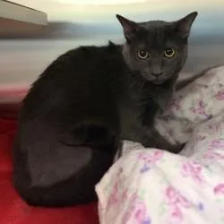 An adult medium-sized female Gray / Blue / Silver Domestic Short Hair cat named Klarice for adoption in Bullhead City, AZ
