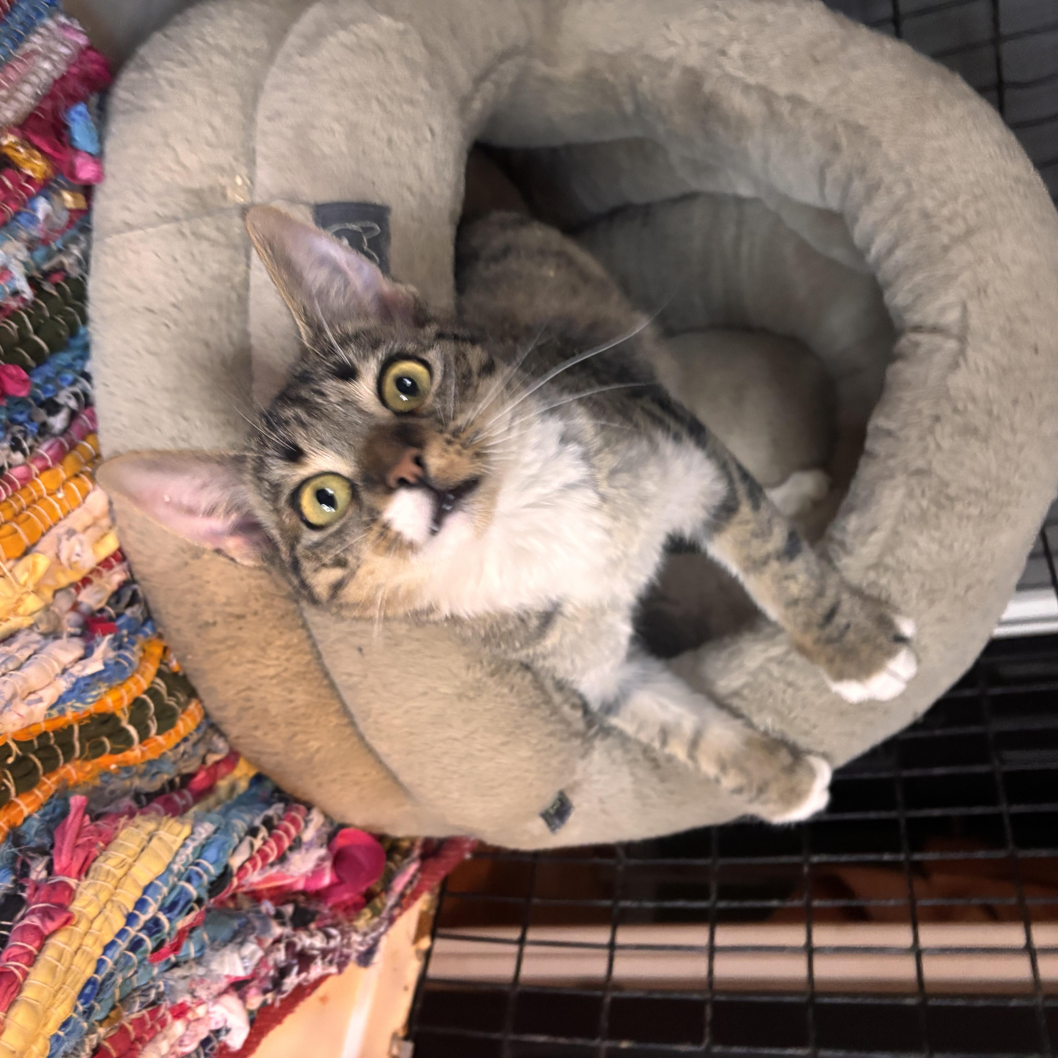 A baby small-sized female Tabby (Brown / Chocolate) Domestic Short Hair cat named Purple for adoption in Woodlawn, TN