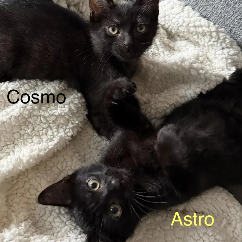 Cosmo