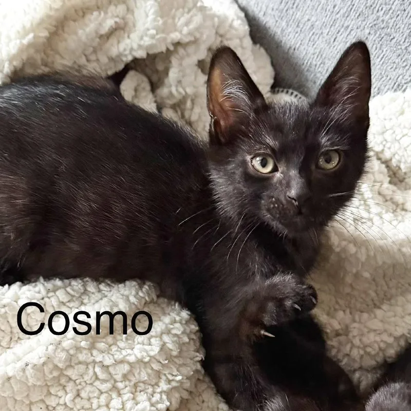 Cosmo thumbnail 4