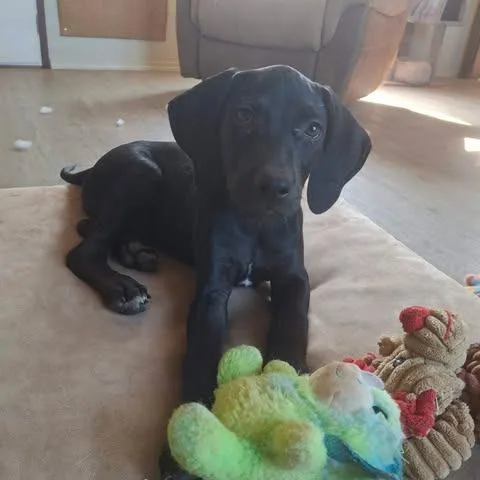 Mo