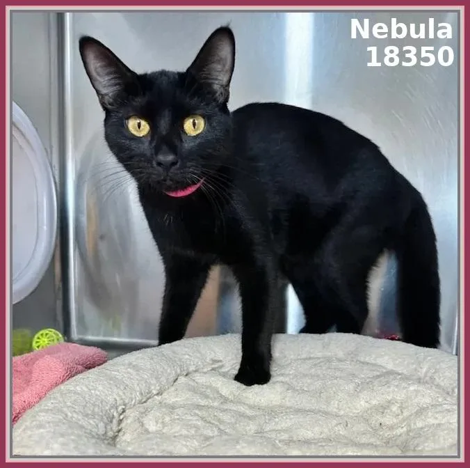 A young small-sized female Black Domestic Short Hair cat named Nebula for adoption in Marietta, GA
