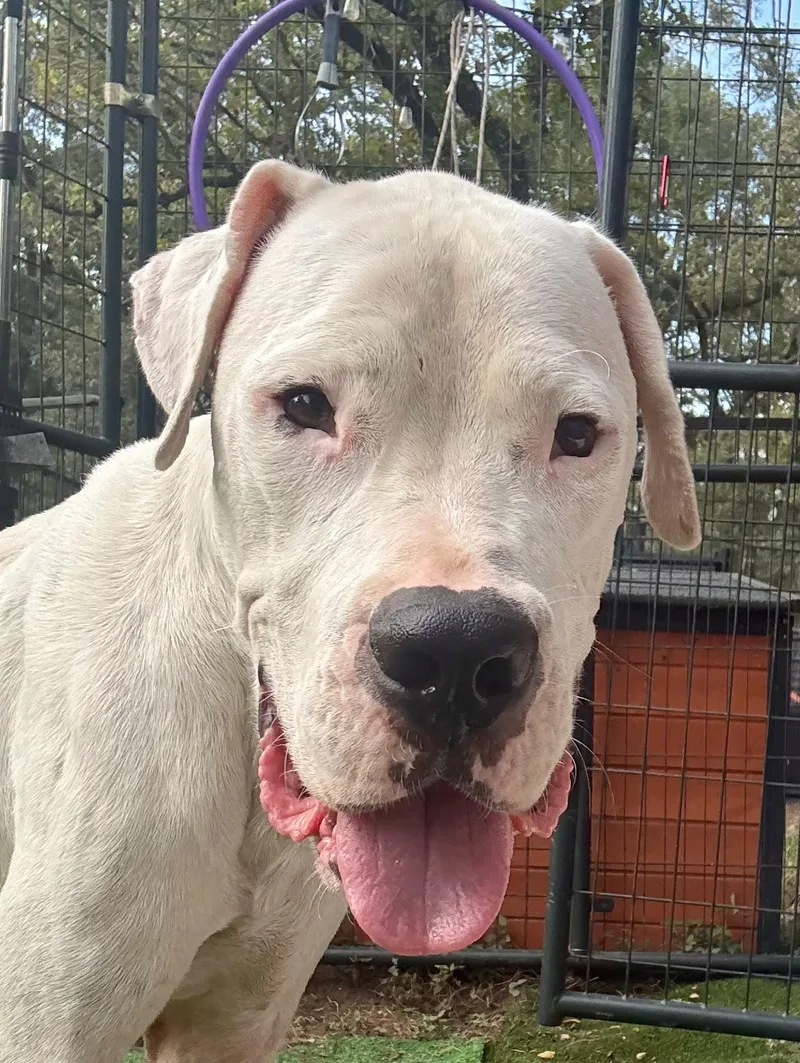 A young large-sized male White / Cream Dogo Argentino dog named Patrick for adoption in Dale, TX