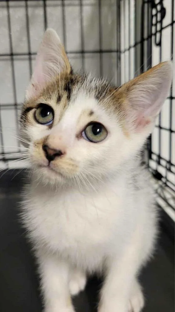 A baby large-sized male Domestic Short Hair cat named Pizza for adoption in Metter, GA