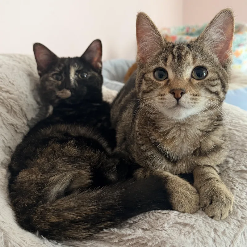 A young small-sized female Tortoiseshell Domestic Short Hair cat named Roz & Lana for adoption in Brentwood, NH