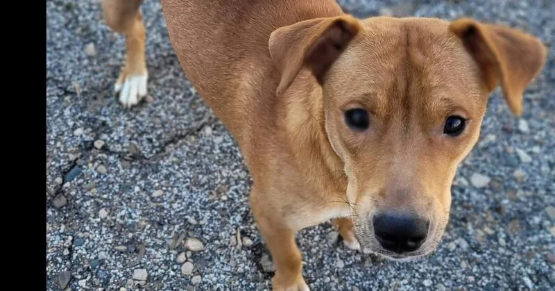 A young medium-sized female Brown / Chocolate Labrador Retriever dog named Bambi for adoption in Mishawaka, IN