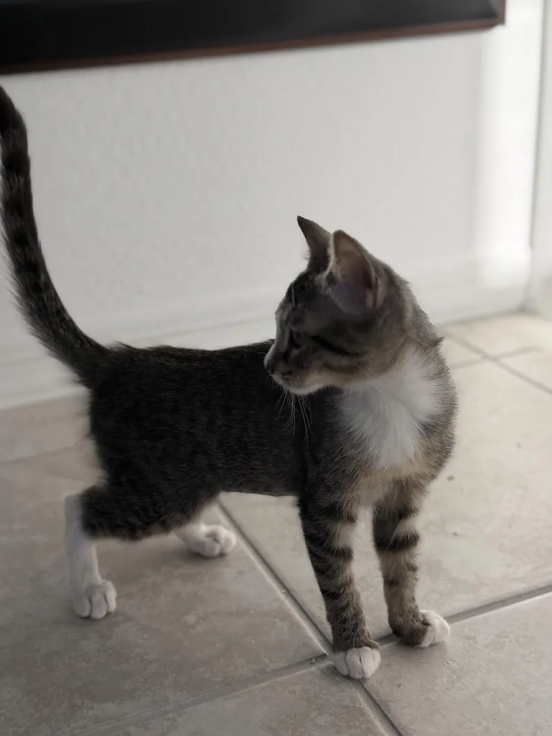 A baby small-sized female Gray & White Domestic Short Hair cat named Kika for adoption in Phoenix, AZ