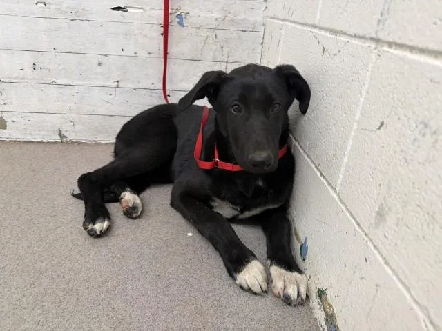 A baby medium-sized female Labrador Retriever dog named Dorothy for adoption in San Bernardino, CA