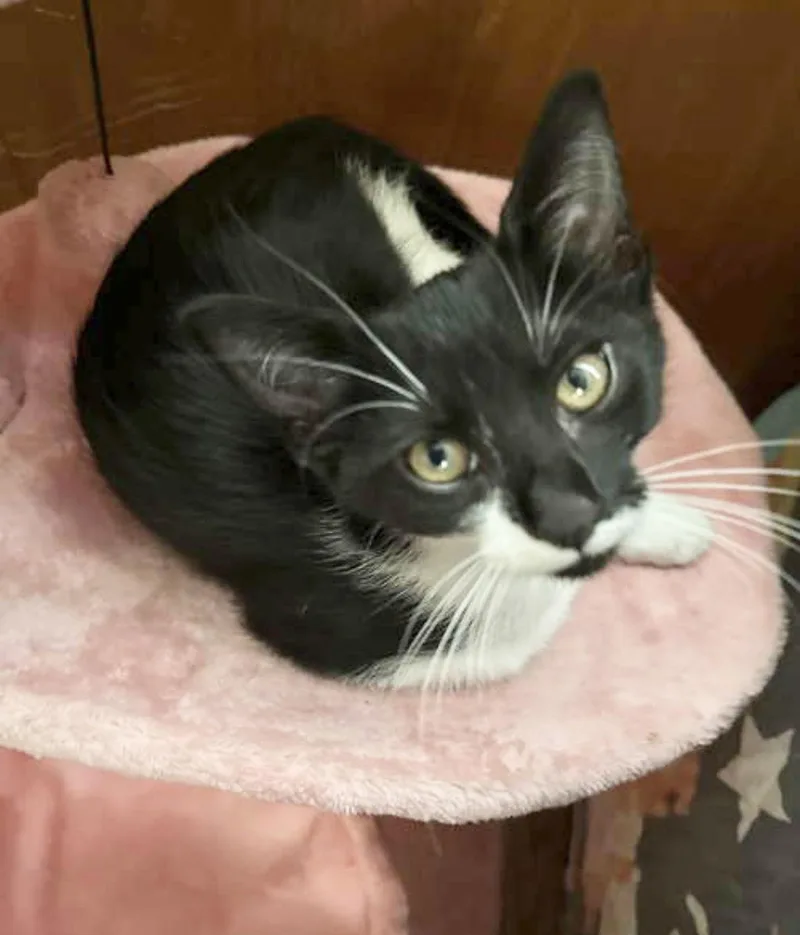 Stashe Napa thumbnail 3