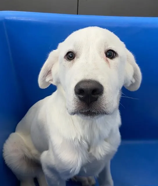 A baby extra large-sized male Mixed Breed dog named Melon for adoption in Dallas, TX