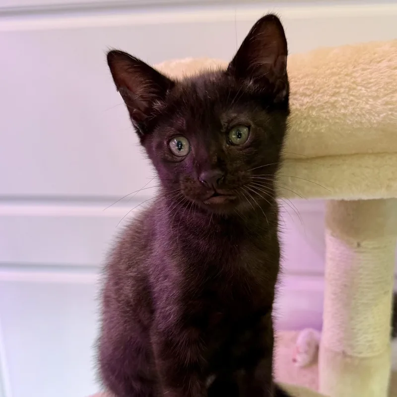 A baby small-sized male Black Domestic Short Hair cat named Roland for adoption in Bentonville, AR