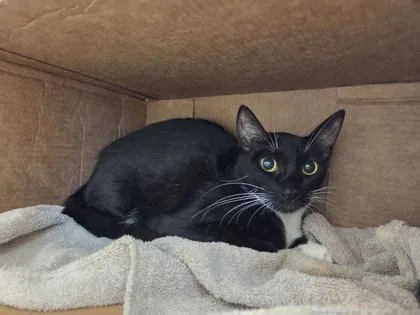 A young small-sized female Domestic Short Hair cat named Sky for adoption in Honolulu, HI