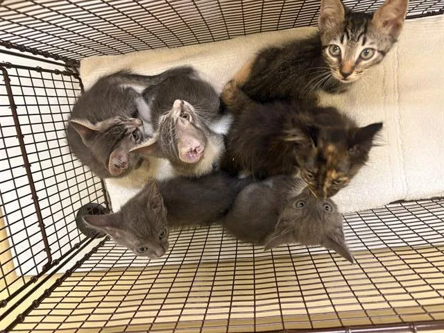 A baby small-sized female Domestic Short Hair cat named Amelia for adoption in Tustin, CA