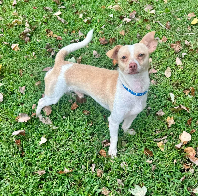 An adult small-sized male Chihuahua dog named Kallen for adoption in Yorktown, VA