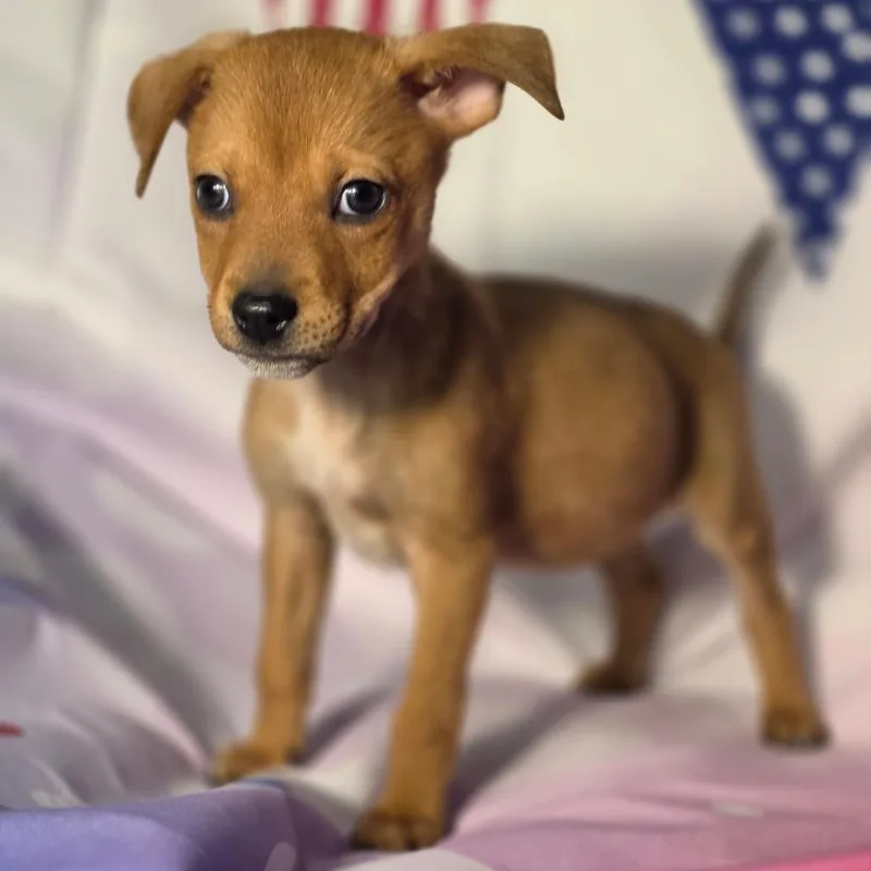 A baby small-sized female Apricot / Beige Chihuahua dog named Rynlee AL for adoption in Austin, TX