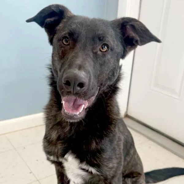 A young medium-sized female Shepherd dog named Lady for adoption in Midland, TX