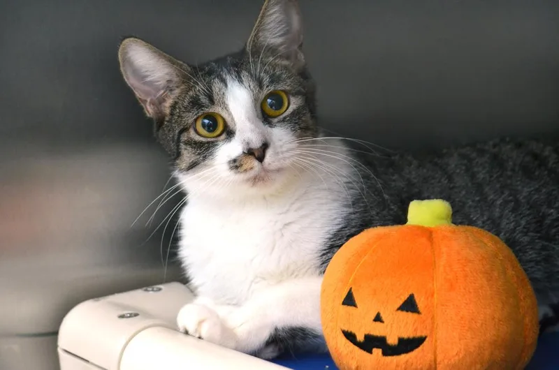 A young medium-sized female Domestic Short Hair cat named Pumpkin for adoption in Sanford, FL