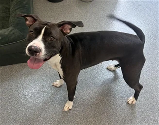 A young medium-sized female Pit Bull Terrier dog named Sierra for adoption in Toledo, OH