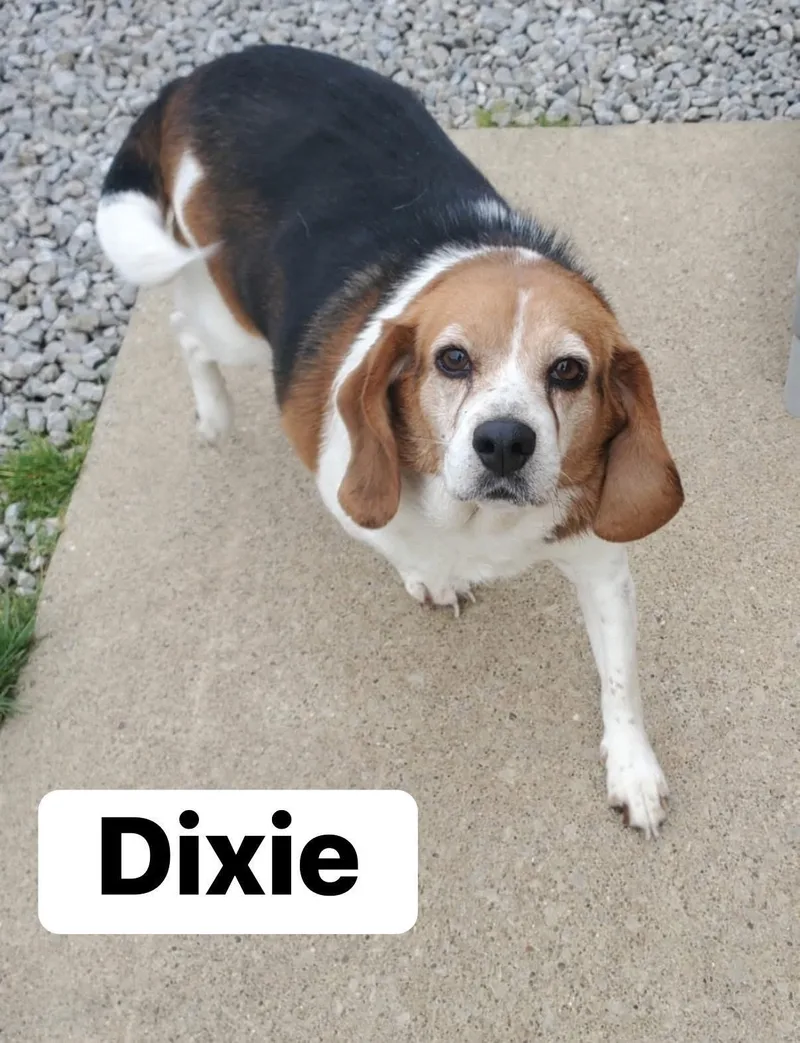 Dixie