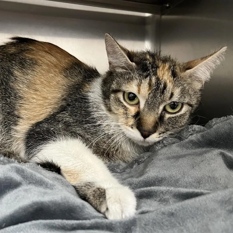 A young medium-sized female Tortoiseshell Domestic Short Hair cat named Megara for adoption in Henderson, NV