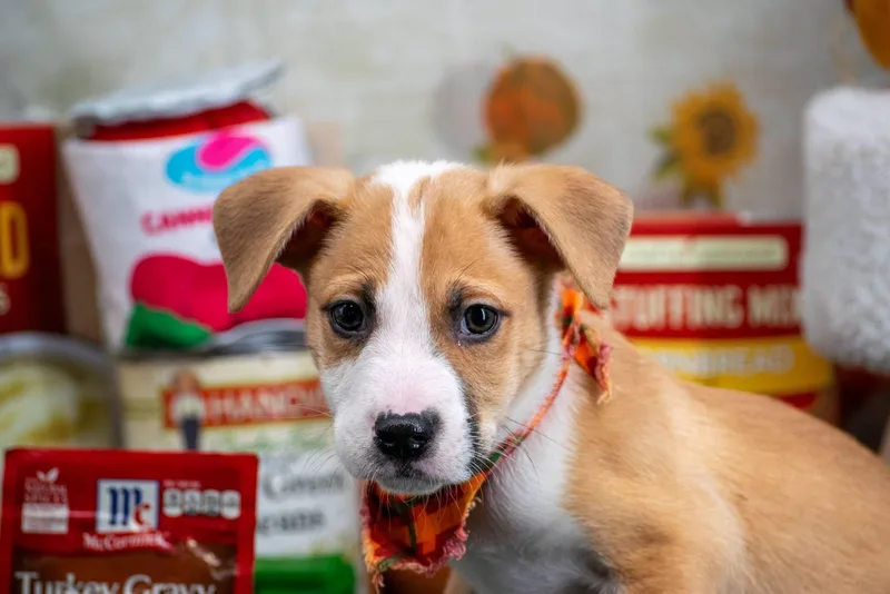 A baby medium-sized male Australian Shepherd dog named Gordon Gravy for adoption in Sevierville, TN