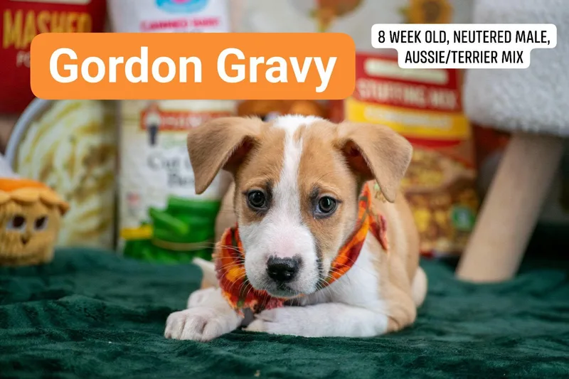 Gordon Gravy thumbnail 2