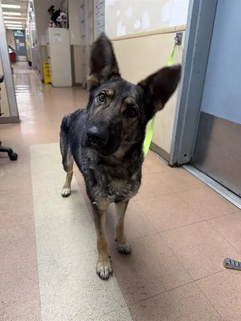 A young large-sized female German Shepherd Dog dog named Louise for adoption in San Jose, CA