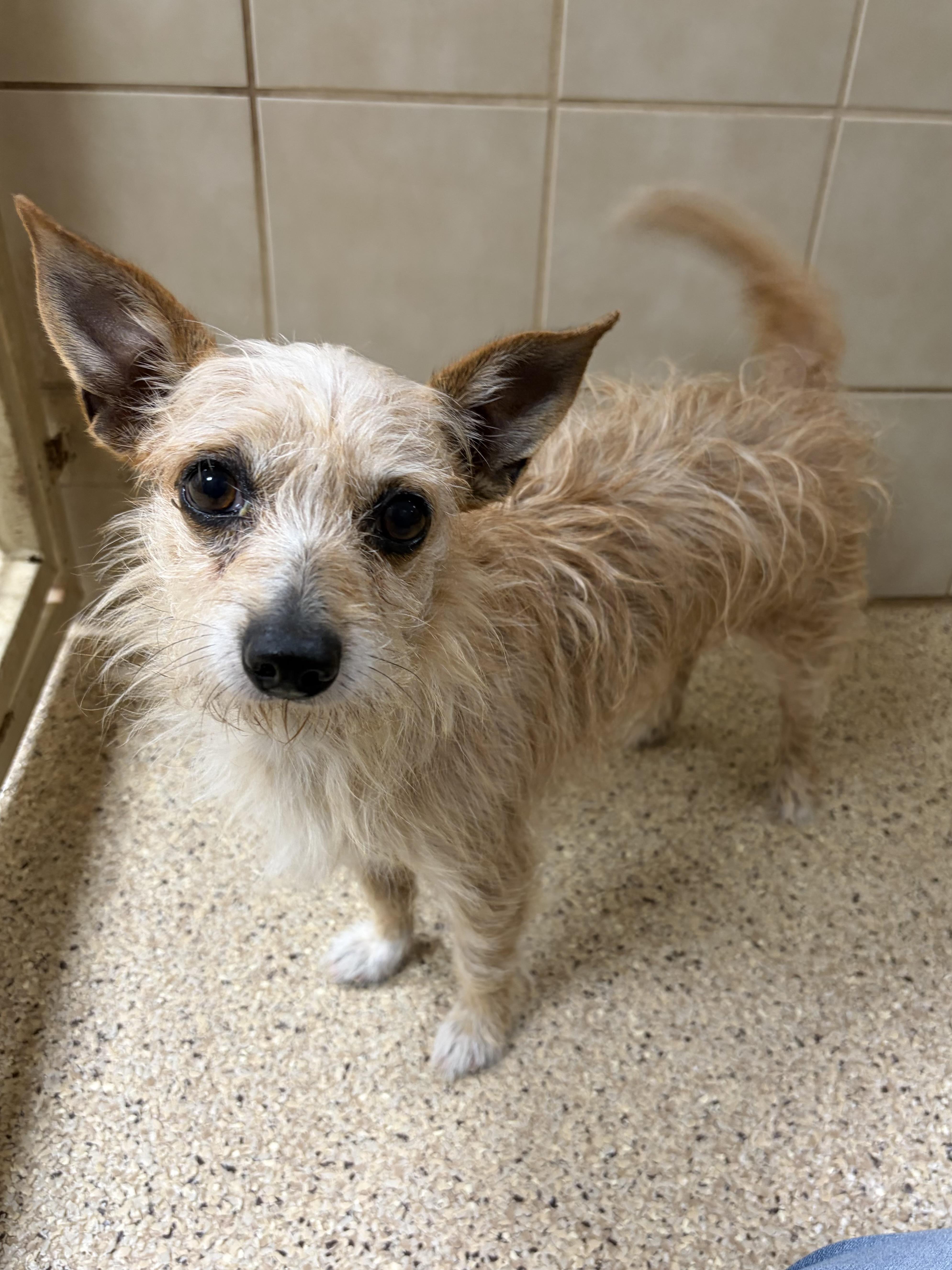 An adult small-sized male Apricot / Beige Terrier dog named Colonel for adoption in Kerrville, TX