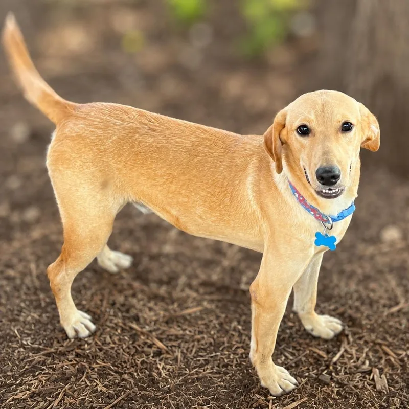 An adult medium-sized male Yellow / Tan / Blond / Fawn Yellow Labrador Retriever dog named Jacobi for adoption in Boerne, TX