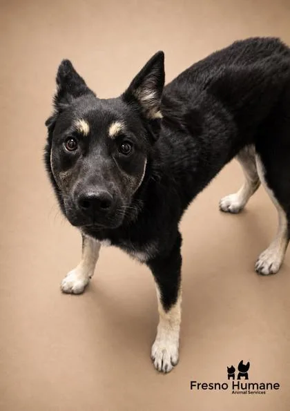 A baby small-sized female Shepherd dog named Roxy for adoption in Fresno, CA