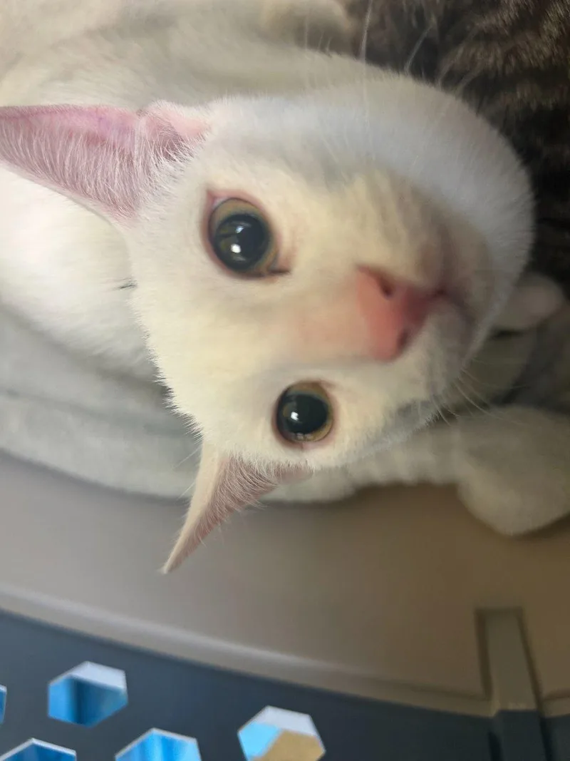 A baby small-sized male White Domestic Short Hair cat named Artemis for adoption in Raleigh, NC