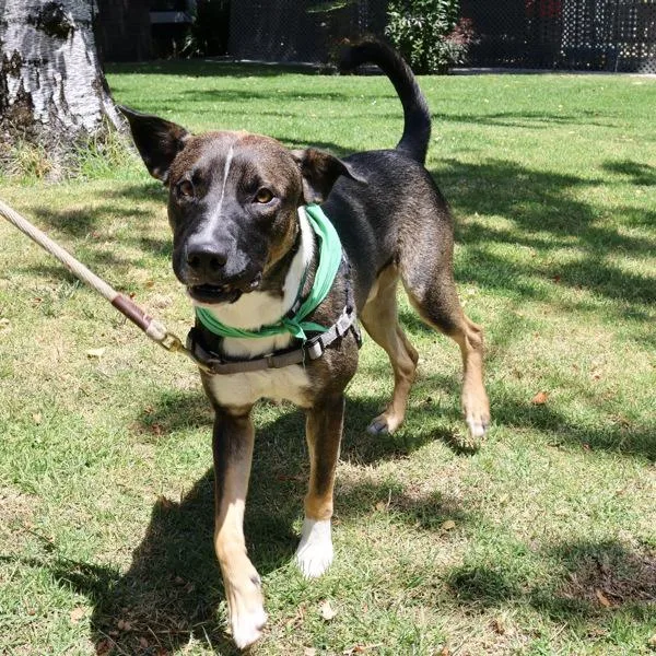 A young large-sized male Shepherd dog named Miller for adoption in Oakland, CA