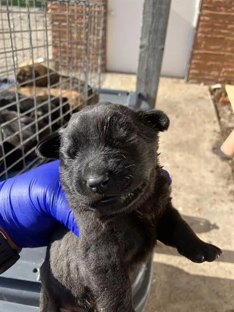 A baby medium-sized female Mixed Breed dog named Shun for adoption in Dallas, TX