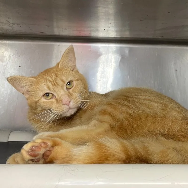 A young medium-sized female Domestic Short Hair cat named Della for adoption in Roanoke, VA