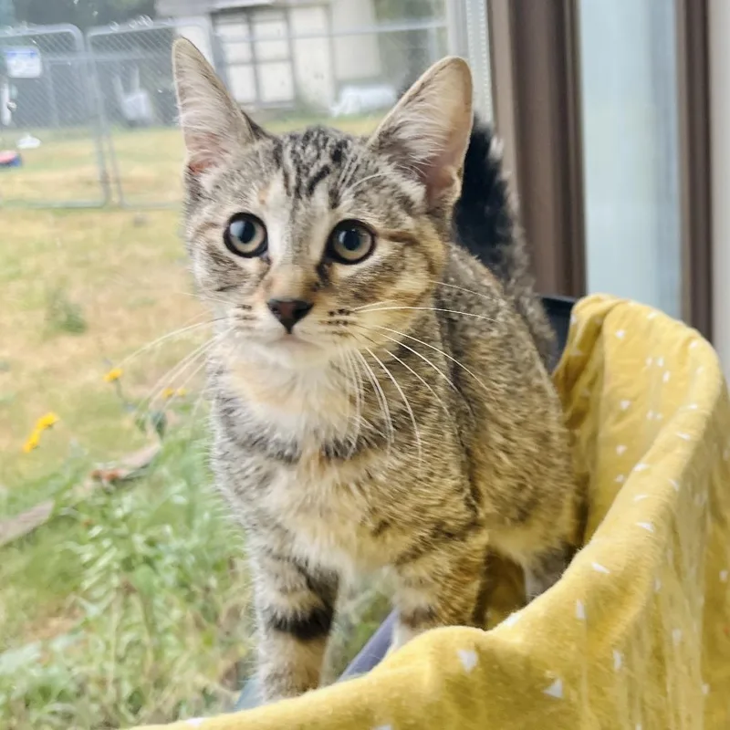 A baby small-sized female Brown / Chocolate Domestic Short Hair cat named Clarissa for adoption in Owosso, MI