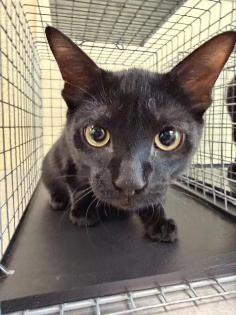 A young small-sized male Domestic Short Hair cat named Monty for adoption in Fort Myers, FL