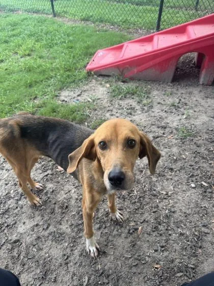 An adult medium-sized female Hound dog named Rosalie for adoption in Conway, SC