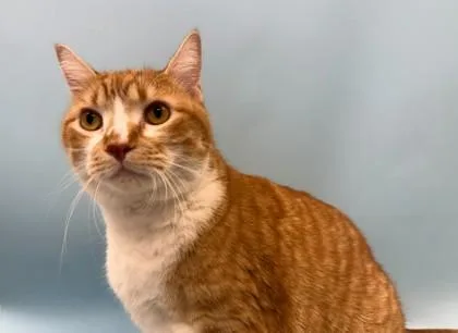 An adult small-sized male Domestic Short Hair cat named WallE for adoption in Woodbury, MN