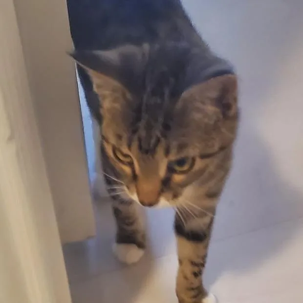 Felix thumbnail 4