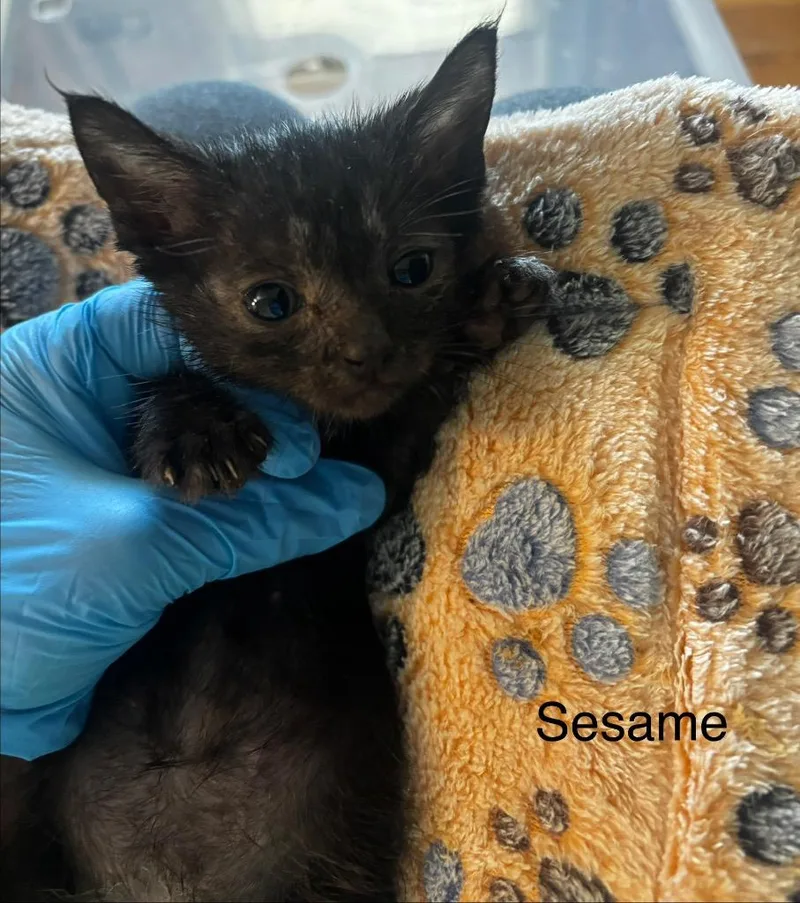 A baby medium-sized male Domestic Short Hair cat named Sesame for adoption in Johnson City, TN