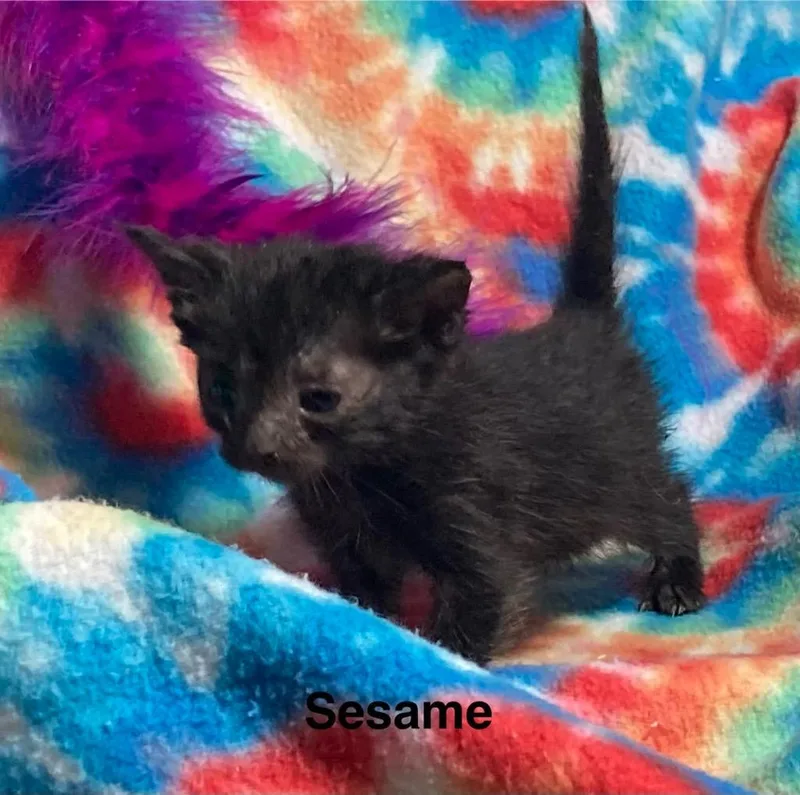 Sesame thumbnail 2