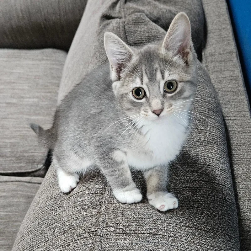 A baby small-sized female Gray / Blue / Silver Domestic Short Hair cat named Turks for adoption in Grand Rapids, MN