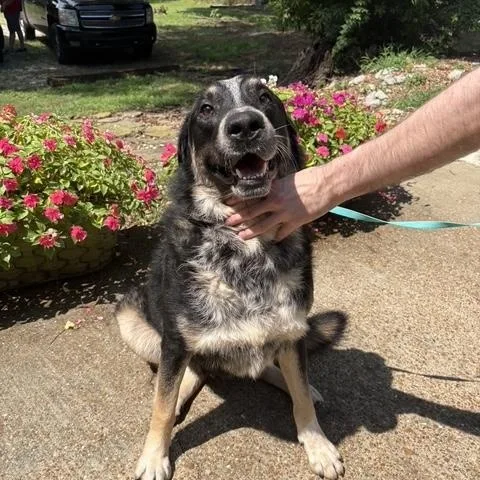 A young medium-sized male Australian Shepherd dog named Leo for adoption in Brentwood, TN
