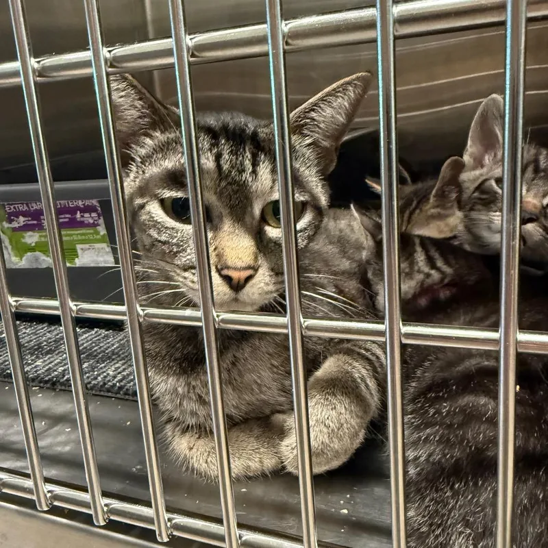An adult small-sized female Brown / Chocolate Domestic Short Hair cat named Sweet Thing for adoption in Sand Springs, OK